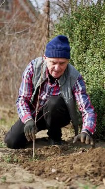 Çiftçi yeni ağacın yanında diz çöktü. Meyve ağacı bahçeye dikiliyor. Dikey video.