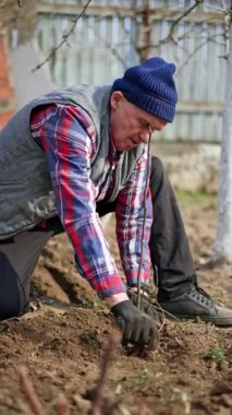 Ağacı kareli gömlekli beyaz bahçıvan diker. Adam ağacın yakınındaki zemini düzleştiriyor. Dikey video.