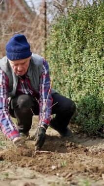 Olgun çiftçi başparmakları ve koçları genç ağacın yanında yerde yatıyor. Baharda bahçeye yeni ağaç dikmek. Dikey video.