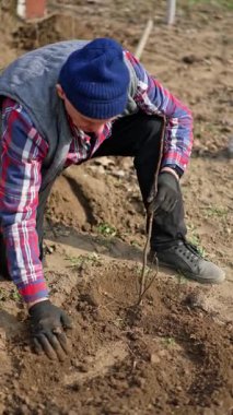 Yaşlı deneyimli çiftçi ağaç dikiyor. Bahçıvan toprağı eşeliyor. Dikey video.