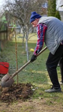 Olgun çiftçi yere kürekle parmak basar. Bahçeye ağaç dikiyorum. Dikey video.