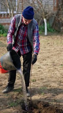 Yeni dikilmiş genç ağaç kovadan sulanır. Çiftçi elleriyle toprağı eşeliyor. Dikey video.