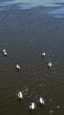 Nehirdeki güzel kuğular. Nehirde birlikte yüzen kuğu sürüsü. Dikey video