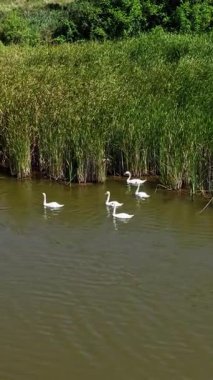 Nehirdeki kuğu sürüsü. Gölette yüzen kuğu sürüsünün havadan görünüşü. Dikey video