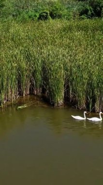 Vahşi kuşlar doğada. Beyaz kuğu yavrularının havadan görünüşü. Dikey video