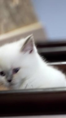 Genç kedi merdivenlerde. Evdeki merdivenlerde yatan küçük kedicik. Dikey video