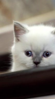 Merdivenlerde oturan kedi yavrusu. Mavi gözlü beyaz kedi ahşap merdivenlerde oturur. Dikey video