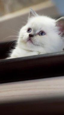 Merdivenlerde oturan kedi. Genç kedi ev ahşap merdivenlerde oturuyor. Dikey video