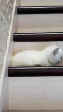 Kedi merdivenlerde dinleniyor. Ahşap merdivenlerde yatan sevimli kedi. Dikey video