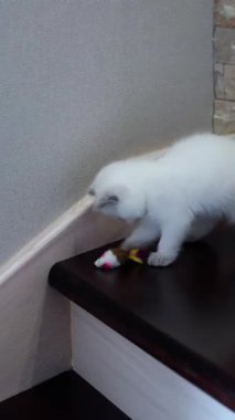 Merdivenlerde oynaşan kedi. Merdivenlerde küçük yumuşak oyuncaklarla oynayan sevimli bir kedi. Dikey video