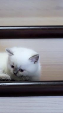 Merdivenlerde yatan kedi. Sevecen kedicik merdivenlerde uzanıp etrafa bakıyor. Dikey video