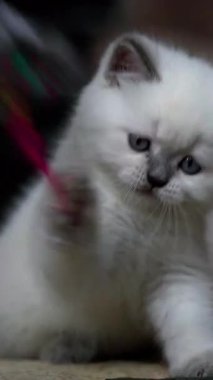 Kedi oyuncakla oynuyor. Oyuncakla oynayan küçük bir kedinin portresi. Dikey video