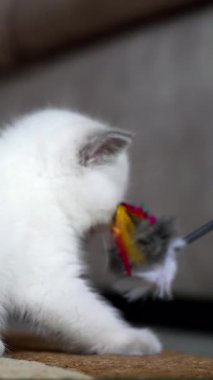Kedi yavrusu oyuncakla oynuyor. Evde oyuncakla oynayan sevimli bir kedi. Dikey video