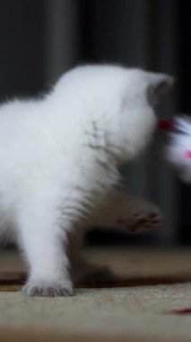 Evdeki komik kedi yavrusu. Oyuncak ile oynayan sevimli küçük beyaz kedi. Dikey video