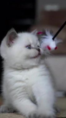 Kedi evde oynuyor. Küçük kedi odada eğleniyor. Dikey video
