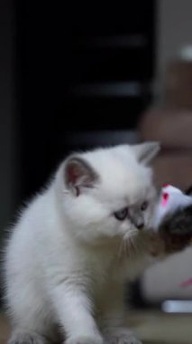 Kedi yavrusu oyuncakla oynuyor. Evde oynayan sevimli komik kedi. Dikey video