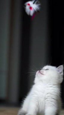 Kedi tüyle oynuyor. Kedi yavrusu tüy değneğiyle oynuyor. Dikey video