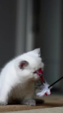 Oyuncak ile oynayan sevimli kedi. Yumuşak tüylü kedi yavrusu tüylü oyuncak yakalıyor. Dikey video
