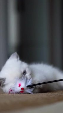 Beyaz kedi yavrusu oyuncakla oynuyor. Evde oyuncakla oynayan küçük bir kedi. Dikey video