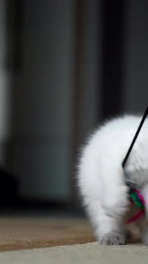 Kedi fareyle oynuyor. Küçük kedi yavrusu fare oyuncağıyla kavga ediyor. Dikey video