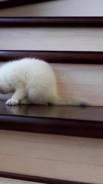 Kedi peluş fareyle oynuyor. Evde oyuncak fareyle küçük bir kedi oyunu. Dikey video
