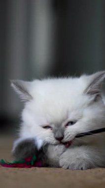 Küçük şirin beyaz kedi yavrusu. Küçük şirin beyaz kedi yavrusu içeride oynuyor. Dikey video