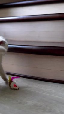 Kedi yavrusu pofuduk oyuncakla oynuyor. Oyuncak ile oynayan sevimli bir kedi yavrusu. Dikey video