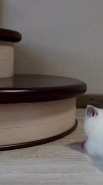 Kedi oyuncakta saldırgan bir şekilde acele eder. Kedi yavrusu yerde küçük fare oyuncağıyla oynuyor. Dikey video
