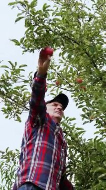 Kırmızı ve mavi kareli gömlek giyen yaşlı çiftçi elma topluyor. Adam merdivenin tepesinde meyve topluyor. Dikey video