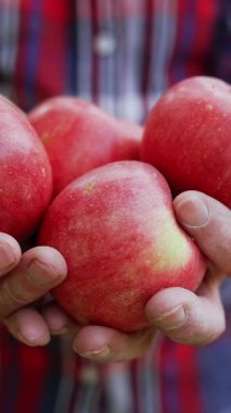 Erkek yaşlı eller dört tane olgun kırmızı elma tutar. Kapatın. Adam ellerindeki meyveyi hareket ettiriyor. Dikey video