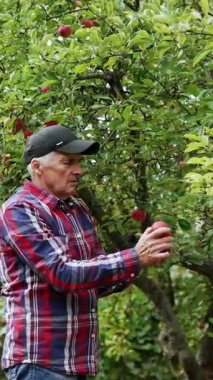 Bahçesinde dikilen beyaz bir çiftçi. İnsan ağaçlardan kırmızı elmaları toplar ve onları kameraya gösterir. Dikey video