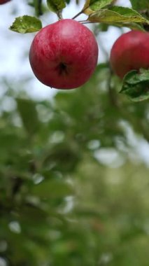 Güzel kırmızı olgun elmalar ağaç dalında asılı. Yaşlı çiftçi ağaçtan meyve topluyor. Arkaplan bulanık. Dikey video