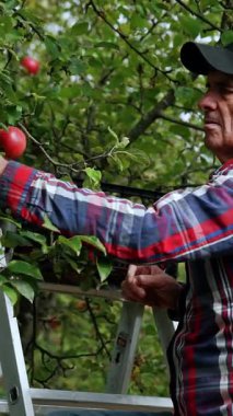 Yaşlı adam ağaçtan elma topluyor. Çiftçi meyveyi ellerine ve gömleğine sürterek kutuya koyar. Dikey video