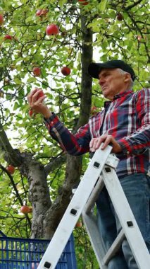 Elma bahçesinde hasat mevsimi. Çiftçi merdivende durmuş meyveleri topluyor. Düşük açı. Dikey video
