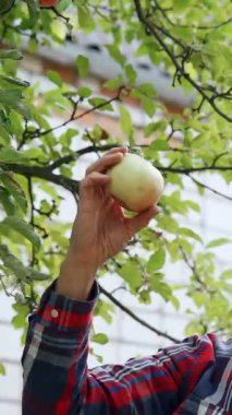 Siyah şapkalı bir erkek çiftçi evinin yakınında elma topluyor. Adam onları ellerinin arasına sürterek meyve topluyor. Dikey video