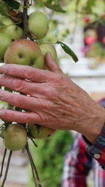 Yeşil elmalar dalda asılı. Olgun Kafkas çiftçisi ağaçtan meyve topluyor. Dikey video