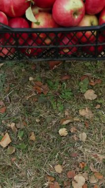 Erkek eller, elma sandığını yere bırakır. Taze organik meyveler sonbaharda toplandı. Dikey video