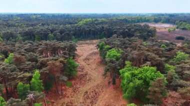 Hollanda doğasının çarpıcı güzelliği. Bereketli ormanlar ve manzaralı doğa, zengin yeşillikler ve açık alanlarla Hollanda 'daki manzaraya hakim..