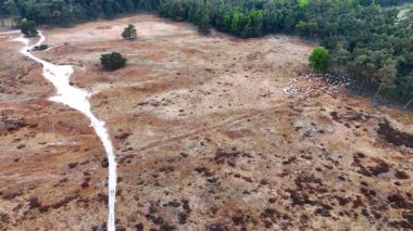 Koyun otlatan Hollanda manzarası. Hollanda 'da sakin bir arazide kumlu bir patika ve otlayan koyunlar bulunur. Yeşillik ağaçlar doğal güzelliği çerçeveler..