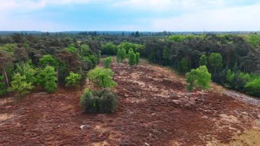 Hollanda manzaraları keşfediyorum. Bereketli yeşillik, doğanın açık bir gökyüzü altında uyum içinde büyüdüğü Hollanda 'daki açık manzaralarla buluşur..
