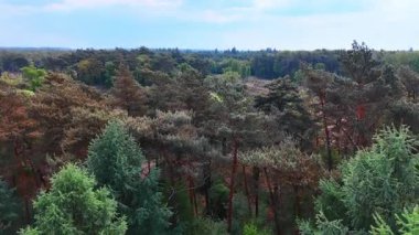 Hollanda 'daki yemyeşil orman manzarası. Açık bir gökyüzü altında güneşli bir günde doğanın güzelliğini gösteren yoğun yeşillik Hollanda 'nın her tarafına yayılır..