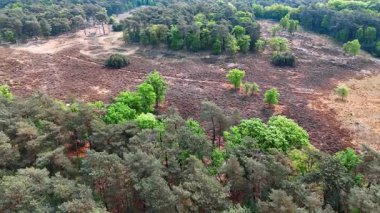 Huzurlu Hollanda yabanı. Hollanda 'daki yeşil ormanlar ve kalorifer alanları açık hava faaliyetleri için sakin bir kaçış sağlar..