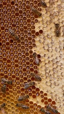 Bal petekleriyle hareket eden çalışkan bal böcekleri. Balla doldurulmuş ve çıkarılmaya hazır balmumu hücreleri çerçevesi. Kapatın. Dikey video