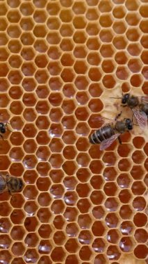 Bal dolu bal peteklerinin yanından yavaşça geçen arılar. Organik sağlıklı yiyecekler çıkartılmaya hazır. Kapatın. Dikey video