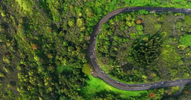 Yeşil doğadaki kavisli otoyolda çok sayıda araba hareket ediyor. Yoğun ormanda yoğun bir yol. Üst görünüm.