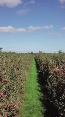 Kırmızı elmalar, tarlada satılık sıralarda dikilen elma ağaçlarının üzerinde olgunlaşıyor. Yaz bahçesinin manzarası. Kamera hareketi dikey video