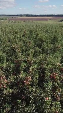 Olgun elma ağaçları yazın kırsal bir arazinin arka planında nehrin yakınındaki tarlada yetişiyor. Hava görüntüsü. Kamera hareketi ters Dikey video