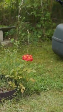 Bahçede çim biçiyorum. Bahçede çim biçme makinesiyle çim biçen çıplak ayaklı genç bir kız. Dikey video