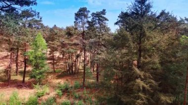 Ormandaki kuru çam ağaçlarının üzerinden yükselin. Çimensiz çimlere bakan.