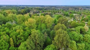 Hollanda 'daki yeşil alanlar. Canlı ağaçlar ve çeşitli yapraklar Hollanda 'da gündüz saatlerinde manzaralı bir doğa manzarası yaratır..